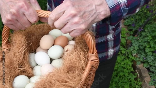 Elderly farmer in a plaid shirt carefully turns a classic wicker basket lined with straw, revealing freshly picked organic chicken eggs of various colors on all sides.