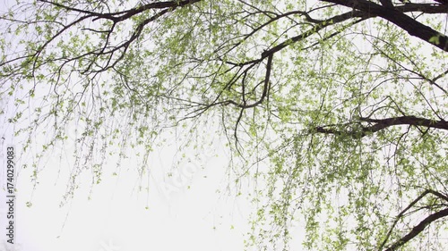 Green Willow Tree Branches Against Bright Sky in Park - Dreamy Natural Background