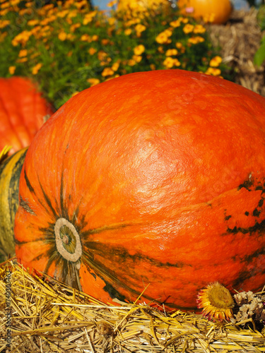 Large Orange Pumpkin with Blurred Flowers in Background — Vertical Autumn Close-Up