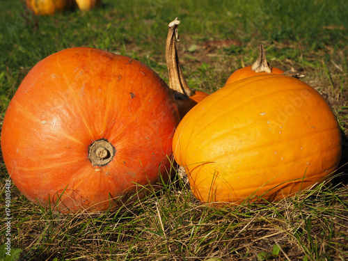 Two Pumpkins — Dark Orange and Yellow-Orange Autumn Harvest Decoration