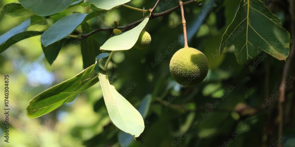 Obraz premium Breadfruit hanging from tree branch with green leaves