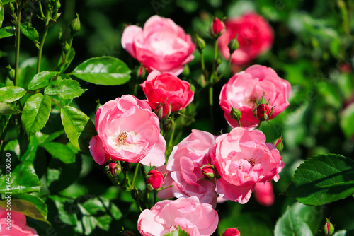 Wallpaper Mural Beautiful blooming pink roses in a sunny garden during spring season Torontodigital.ca