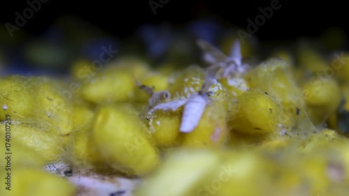 White silkworm moth resting beside silk cocoons. Close-up footage of Bombyx mori, the domesticated moth used in natural silk production. Silkworm Moth Bombyx mori Sitting Near Cocoons Close-up