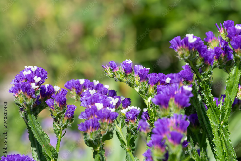 Fototapeta premium Close up of wavyleaf sea lavender (limorium sinuatum) flowers in bloom