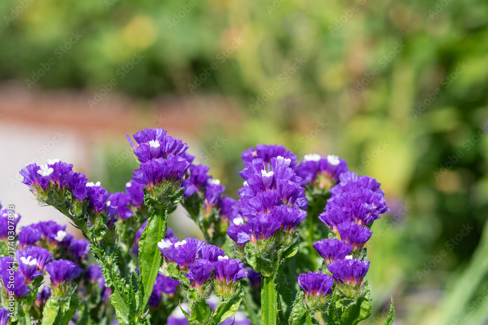 Fototapeta premium Close up of wavyleaf sea lavender (limorium sinuatum) flowers in bloom