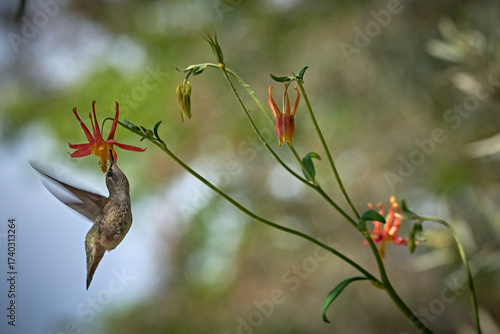 Anna's hummingbird drinking nectar from a Columbine flower
