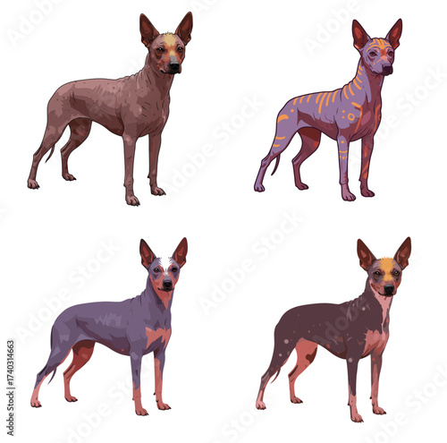 Four colorful Xoloitzcuintli dogs in various poses and patterns, white background, isolated, vector, set 