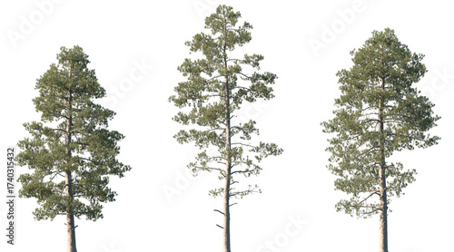Set of Pinus pinaster (the resin pine, maritime pine, rubial pine or black pine) frontal isolated png on a transparent background perfectly cutout