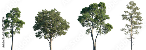 Cuadro en lienzo Set of Pinus halepensis and Pinus pinaster frontal isolated png on a transparent