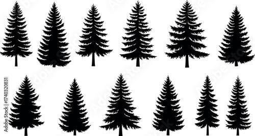 Set of black evergreen tree silhouettes isolated on white background, conifer forest elements for nature, landscape, and botanical design
