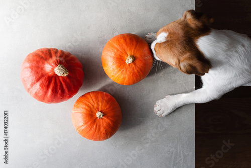 Jack Russell Terrier dog sniffs a pumpkin on a gray background