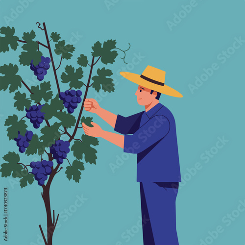 Man in straw hat harvesting ripe grapes from a vine