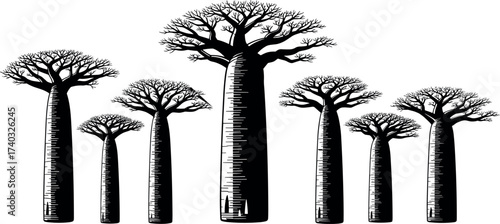 Stylized baobab tree silhouette illustration with thick trunks and sparse branches, African nature landscape vector for commercial stock use