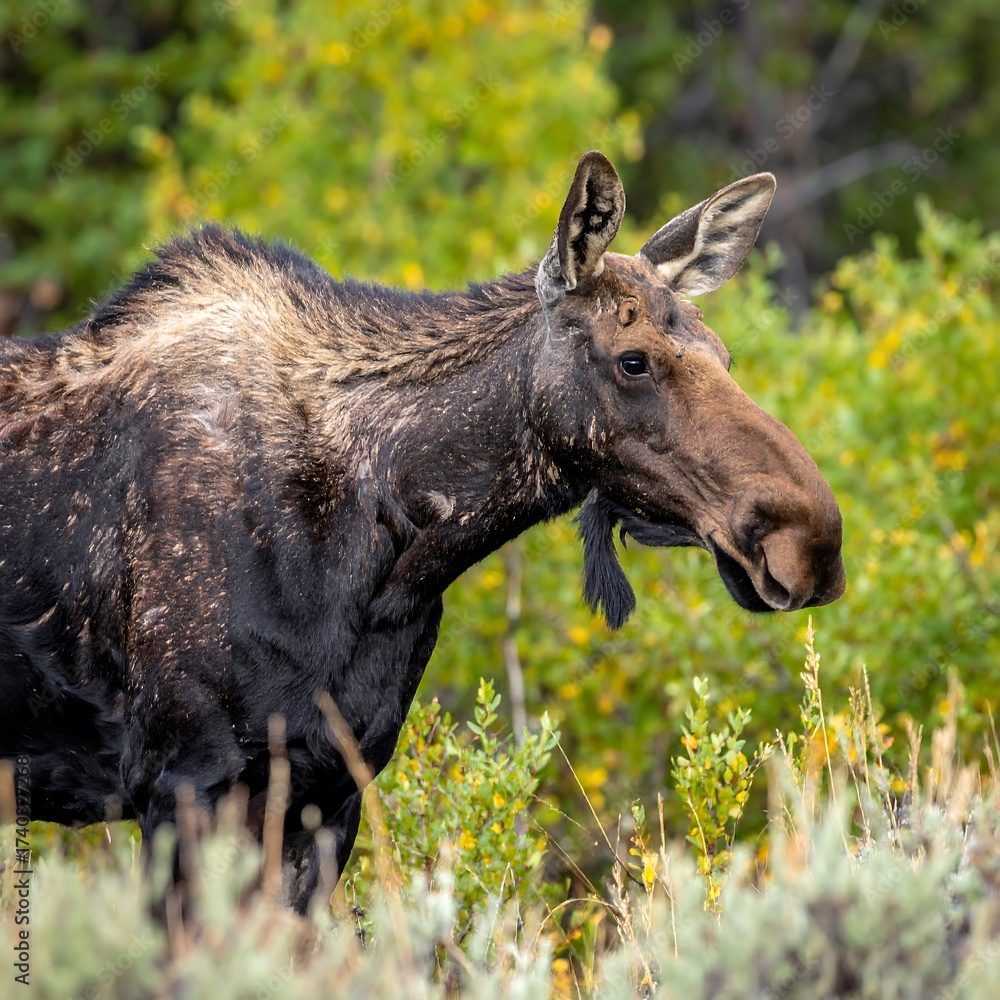 Fototapeta premium Moose in the Wild - A Close-Up Portrait in Nature.