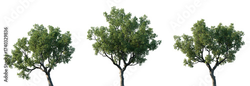 Set of Quercus faginea (The gall oak, holm oak or Valencian oak) isolated png in sunny daylight on a transparent background perfectly cutout	