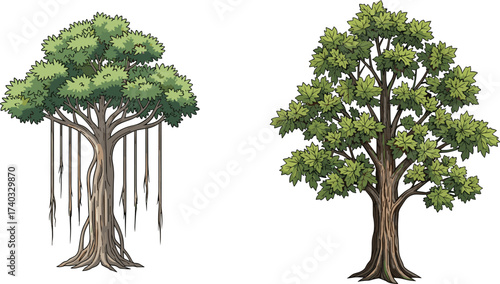 Banyan tree illustration with aerial roots, wide canopy artwork, maple tree with lobed leaves, seasonal contrast, botanical diversity, educational nature design