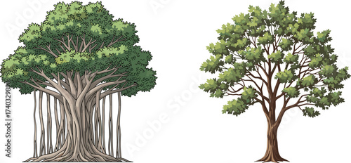 Banyan tree with aerial roots, dense canopy illustration, deciduous oak tree artwork, seasonal contrast, botanical diversity design, educational environmental concept