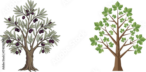 Olive tree with purple fruit, gnarled trunk illustration, deciduous maple tree artwork, foliage comparison, seasonal contrast, botanical diversity, educational nature design