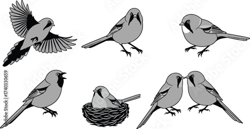 Bird silhouettes, flying posture, perched stance, singing call, nesting behavior, social interaction, wildlife motion, nature species illustration set