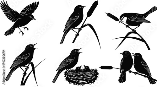 Bird silhouettes, flying sparrow, perched songbird, nesting chicks, cattail plant, feeding behavior, wildlife interaction, nature illustration set