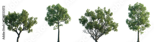 Set of Quercus faginea and Quercus michauxii isolated png in sunny daylight on a transparent background perfectly cutout