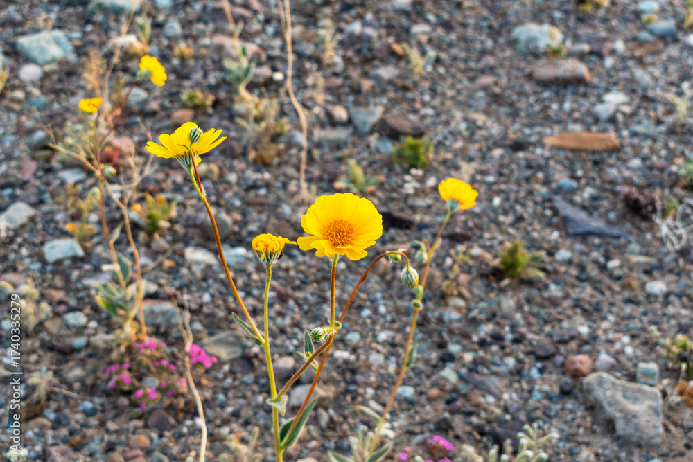 Obraz premium Close-Up of Desert Gold Flower Against Rocky Background with Soft Bokeh, Death Valley National Park
