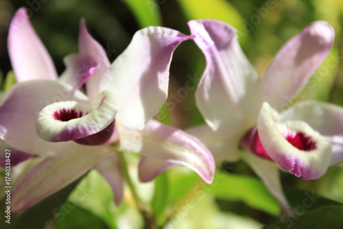 close up of pink orchid
