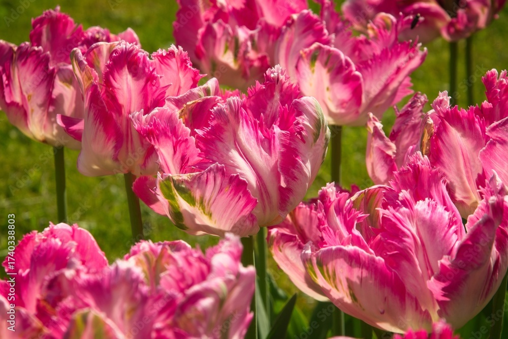 Obraz premium Pink Parrot Tulips in Bloom