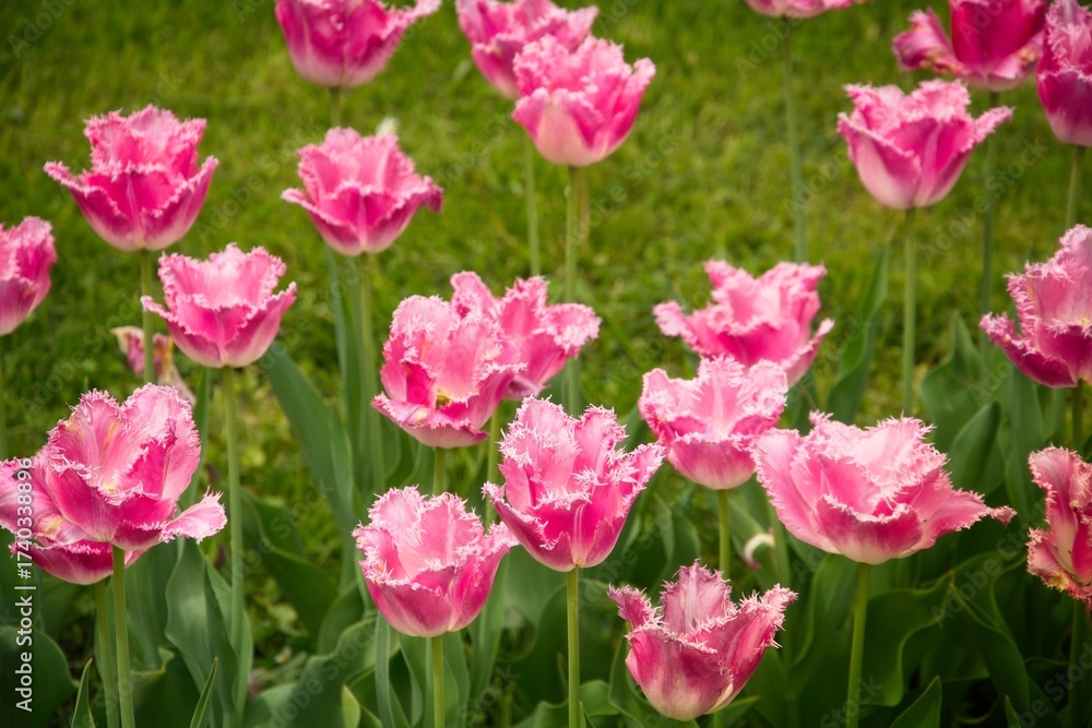 Obraz premium Tulip Garden with Pink Flowers