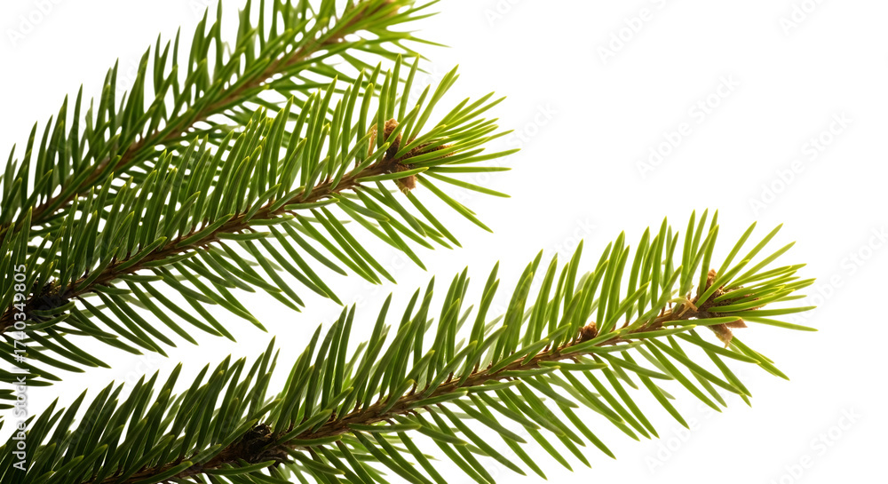 Obraz premium Fresh green fir branch isolated on transparent background, bringing the essence of nature and festive cheer to any holiday design