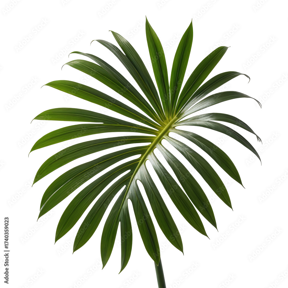 Fototapeta premium Lush, green, fan-shaped palm leaf with radiating segments, isolated on black