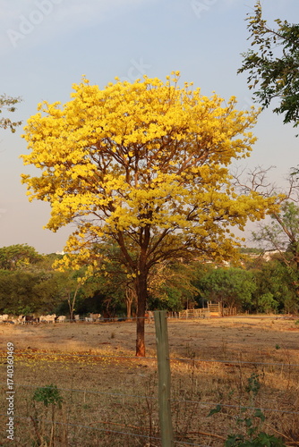 Yellow Ipê blooms in a spectacle of color in early spring