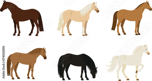 Set of vector horses illustration, different horse breeds in standing and grazing poses, equestrian clipart artwork, domestic farm animals, wildlife stock design