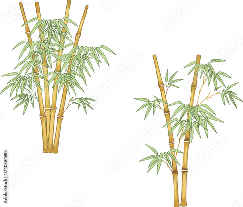 Bamboo plant vector illustration with green leaves and golden stalks, natural Asian botanical design, tropical foliage art, traditional decorative element for backgrounds
