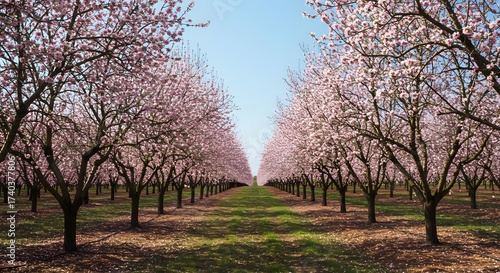 Almond Orchard in Full Bloom: Spring Blossom Trees