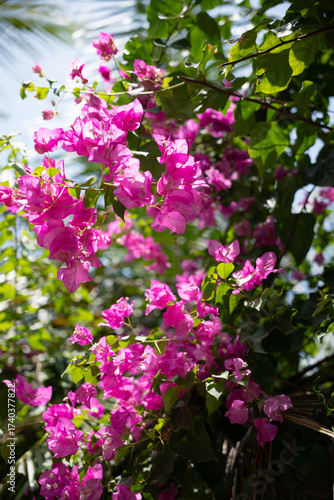 Bougainvillea flowers in tropical sunlight