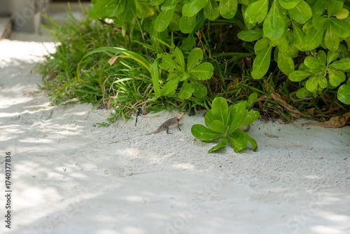 Small lizard in natural tropical habitat