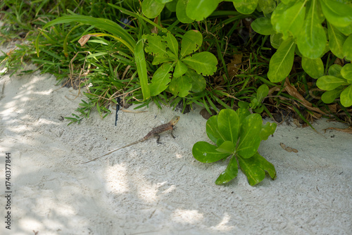 Lizard on sandy ground with tropical plants