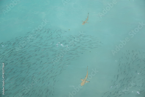School of fish with a shark in clear tropical sea