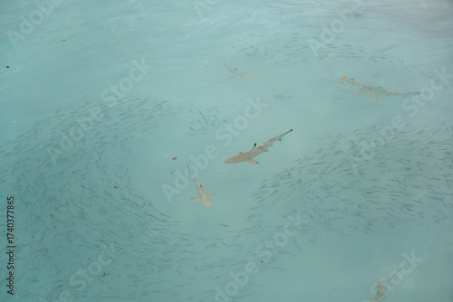 Sharks swimming with school of fish in turquoise water