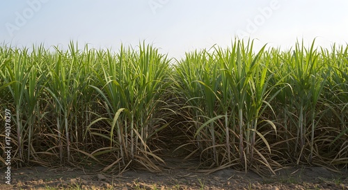 Sugarcane Field Landscape: Agriculture and Crop Production