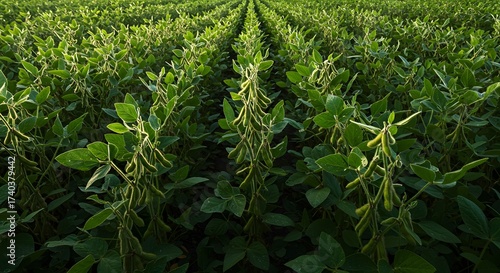 Soybean Field Rows: Agricultural Crop Landscape