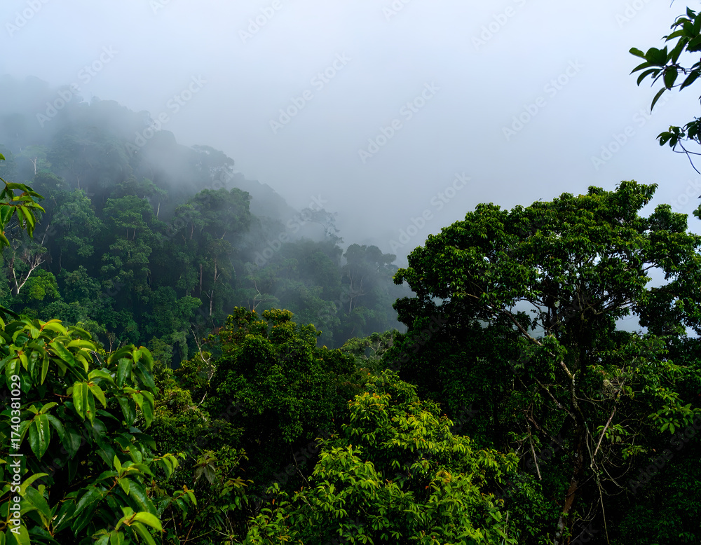 Obraz premium Overcast morning view of a lush green forest with fog
