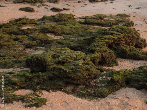 The Coastal Algae found on a Sandy Beach during a Beautiful Sunset Over the Distant Horizon