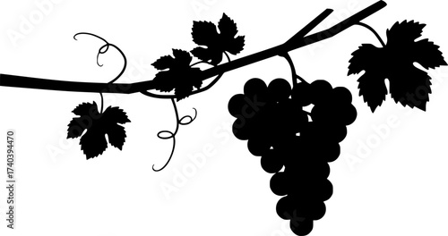 Black Vector Silhouette: Grapes and Vine (John 15)	