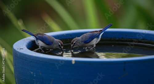 Two small blue and white birds drinking from a blue garden water basin.