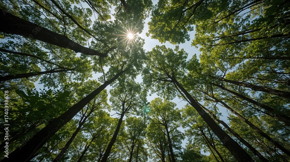 Fototapeta premium Sunlight starburst through lush green forest canopy low angle