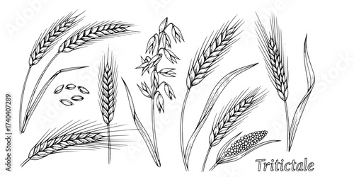Hand-Drawn Grain Sketches Vector Set: Wheat, Oats, Rye, Barley, Millet, Triticale, and Cereal Crops. Botanical Illustration Collection for Baking and Healthy Food Design.

