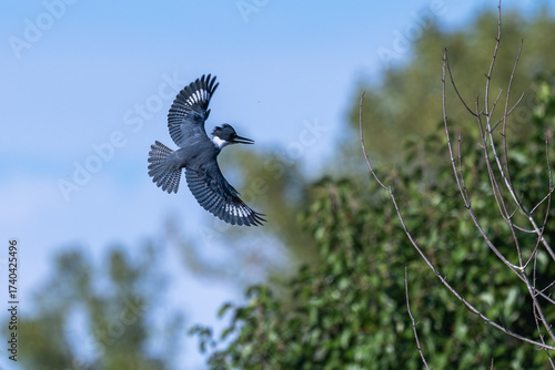 Belted kingfisher in flight past a tree.