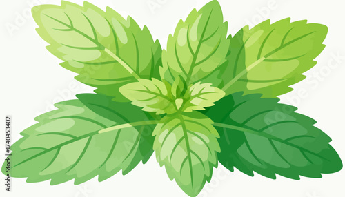 A close up of a green leafy plant with a white background. The plant is a mint leaf